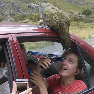 Kea and kids