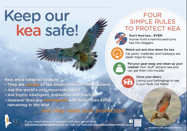 Kea Infromation Sign Signs for Arthur's Pass - Kea Conservation Trust