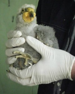 Captive breeding