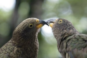 Juvenile kea