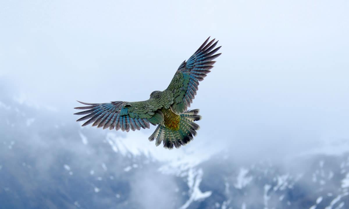 kea-in-flight kea-in-flight