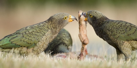 kea omnivores