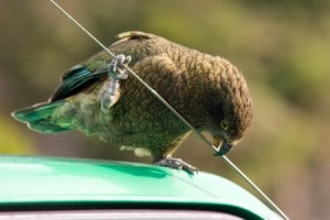 Kea on car