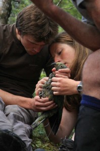 Researchers with a young kea