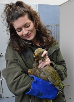 Lead poisoned kea at Ventent