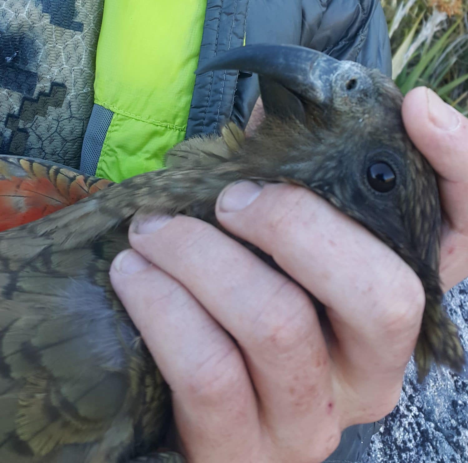 Alana 18Jan2019 (3) Alana 18Jan2019 (3)