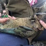 Sonoe 18Jan2019 (1) Sonoe 18Jan2019 (1)