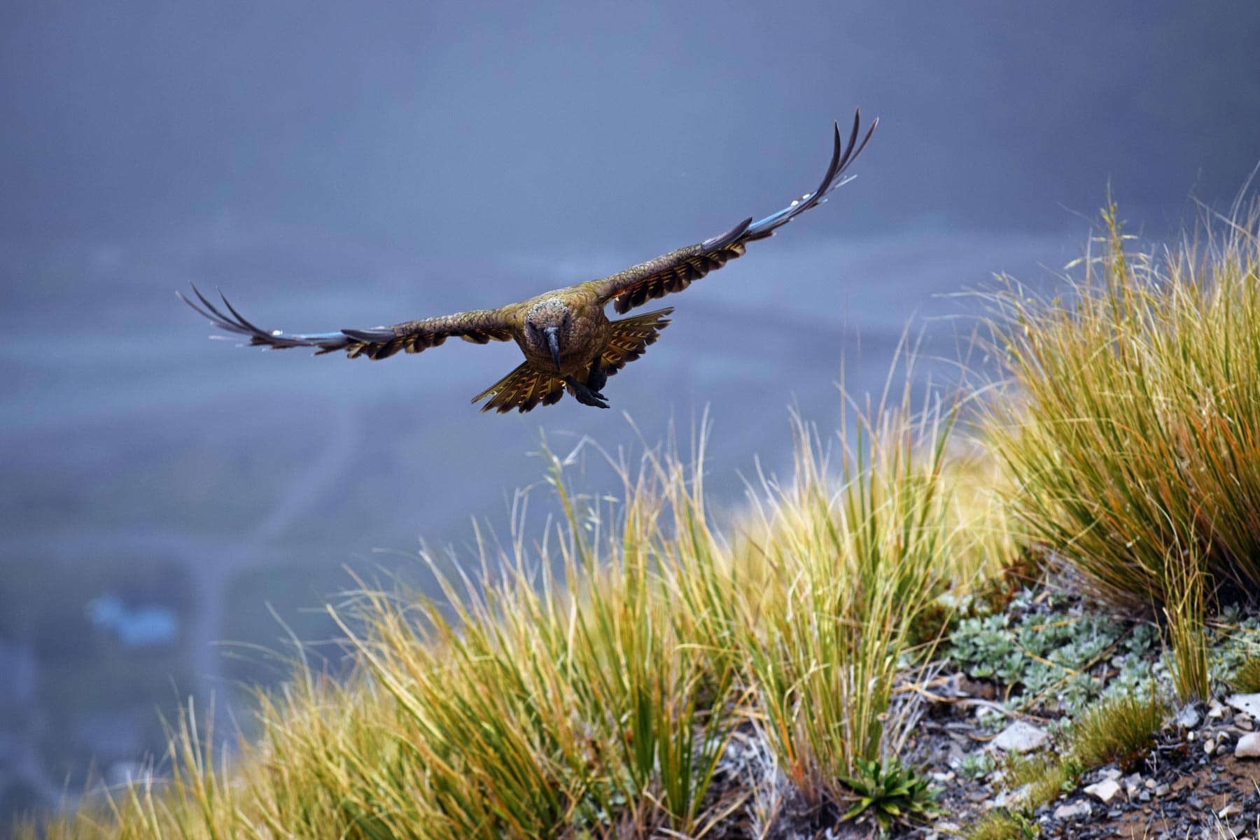 Kea flying in the Southern Alps