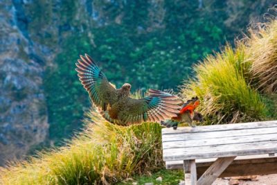 Kea landing on seat in Mountains