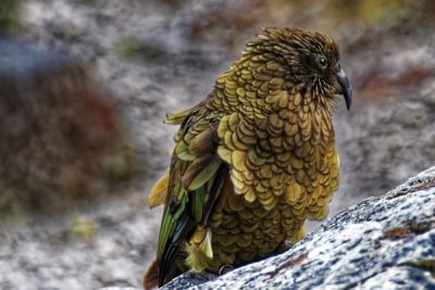 Kea in the mountains