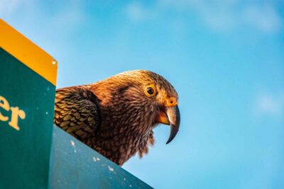 Kea peeping over a roof