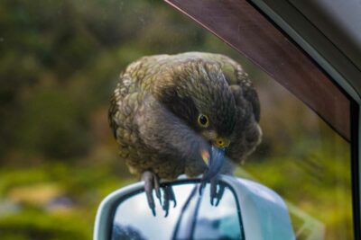 Kea sitting on a car wing mirror