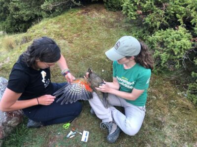 Kea Field Ranger Training Programme - Kea Conservation Trust
